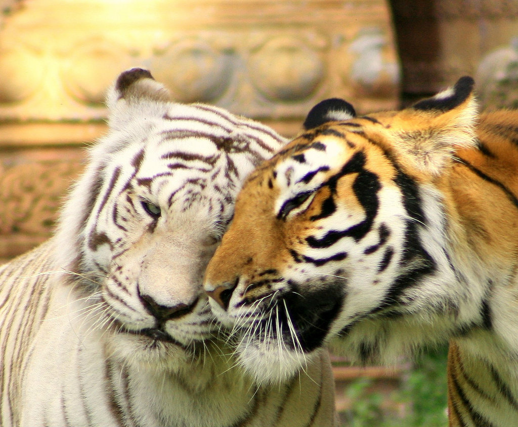 miami-metro-zoo-tigers